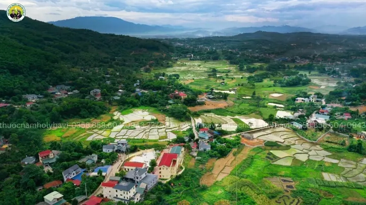 Yên Sơn Ba Vì: Nơi Nghề Thuốc Nam Người Dao Vươn Tầm