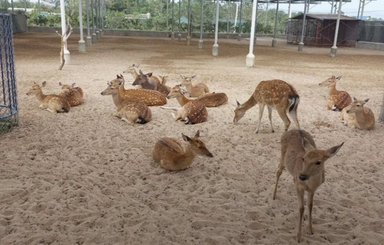 ZooDoo Ninh Thuận Khám Phá Nông Trại Vườn Thú Độc Đáo
